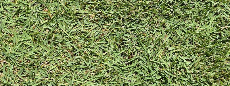 Zoysia Grass Sod | Birmingham, AL | South Dallas Turf & Supply